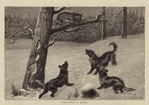 Cazando un Lince en un Árbol